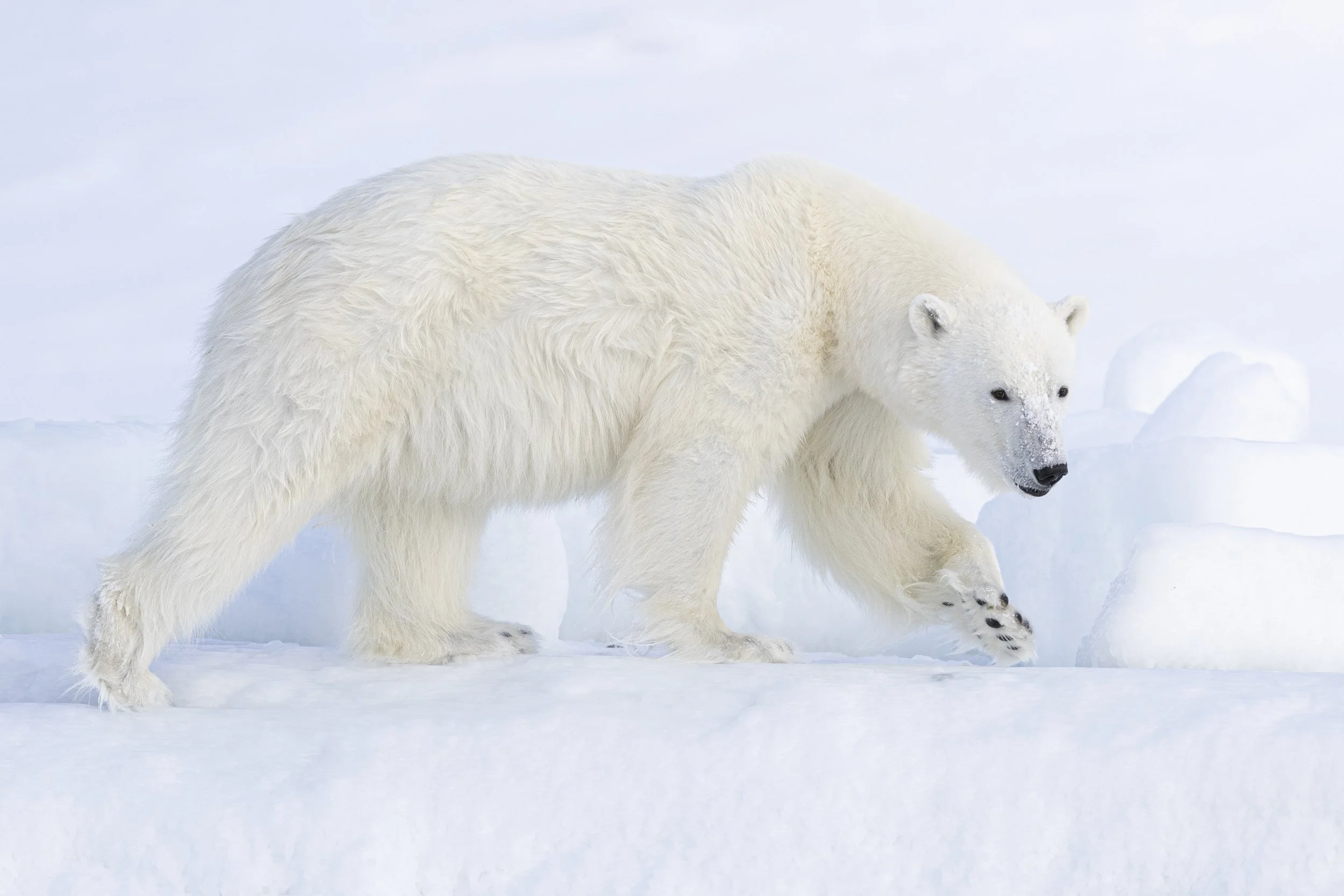 Jäätikön kuningatar