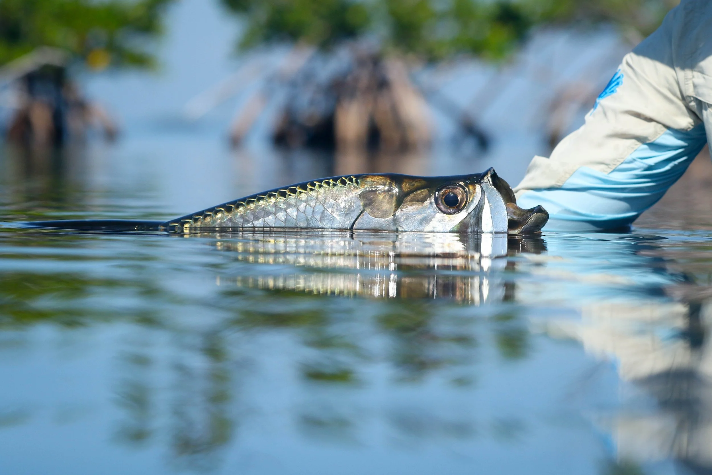 OPEN HOSTED WEEKS FOR 2026