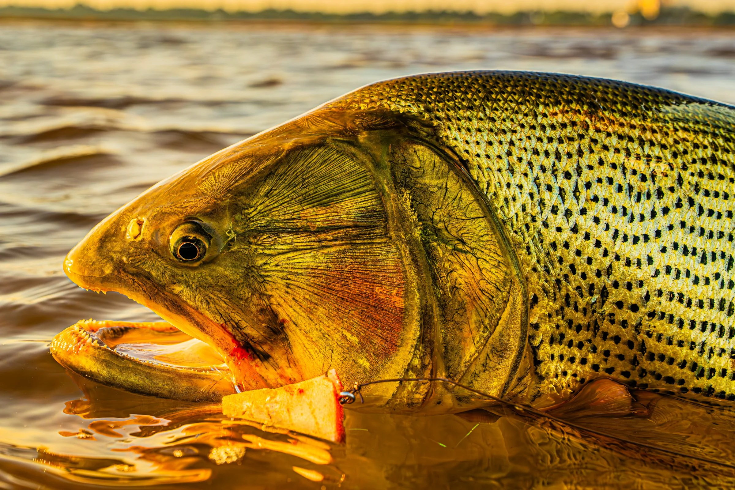 2 Spots Just Opened for Golden Dorado in Argentina
