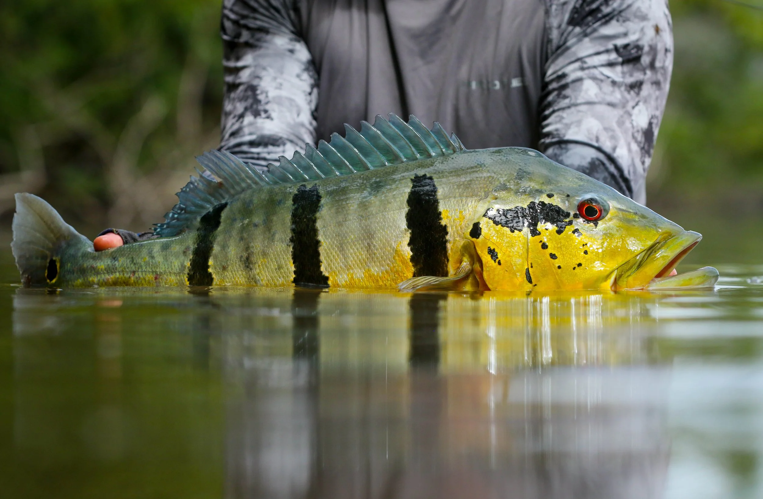 The beauty of a Peacock Bass from Akuani River Lodge, Colombia