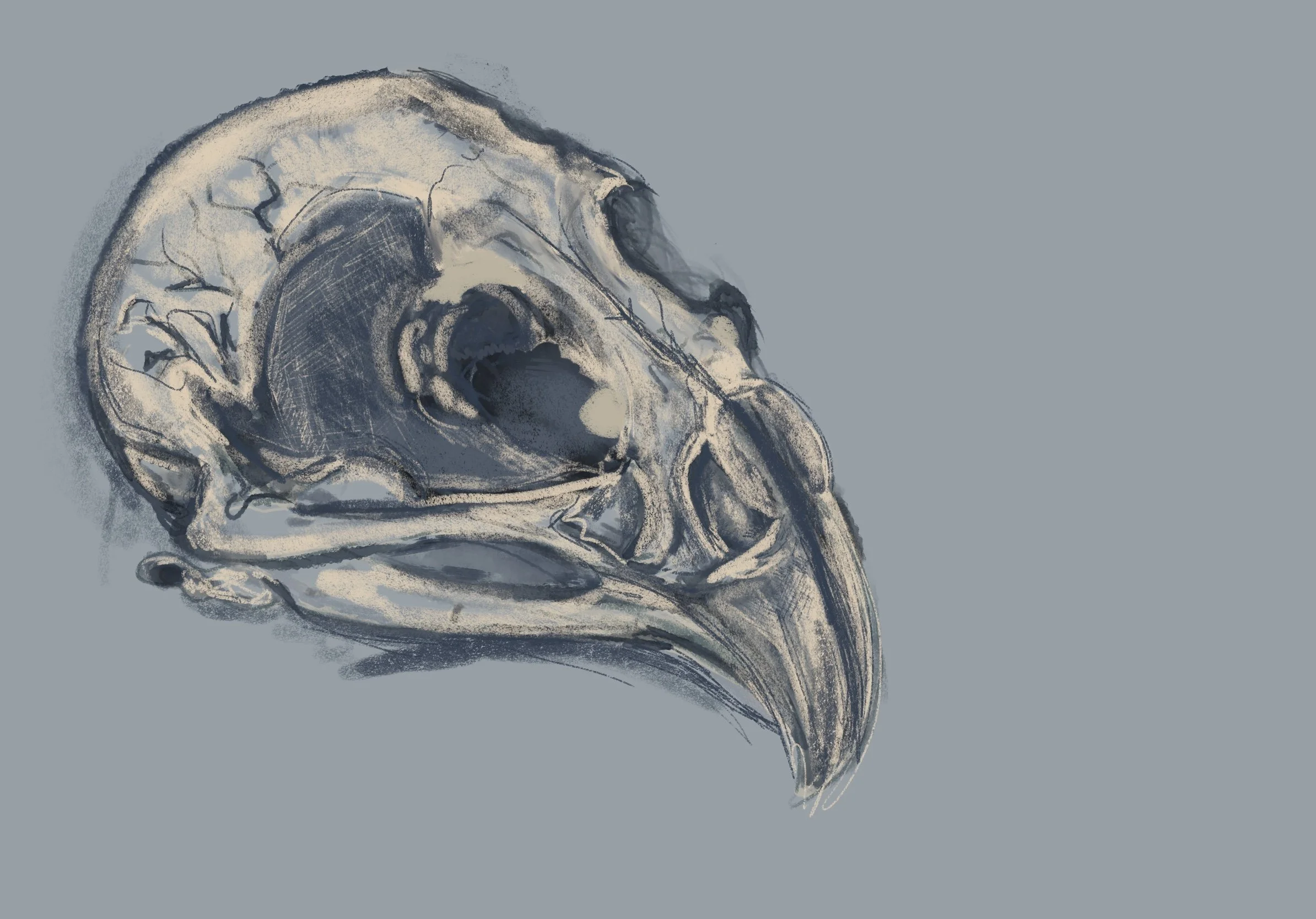 Bird Skull Sketch Matte Print