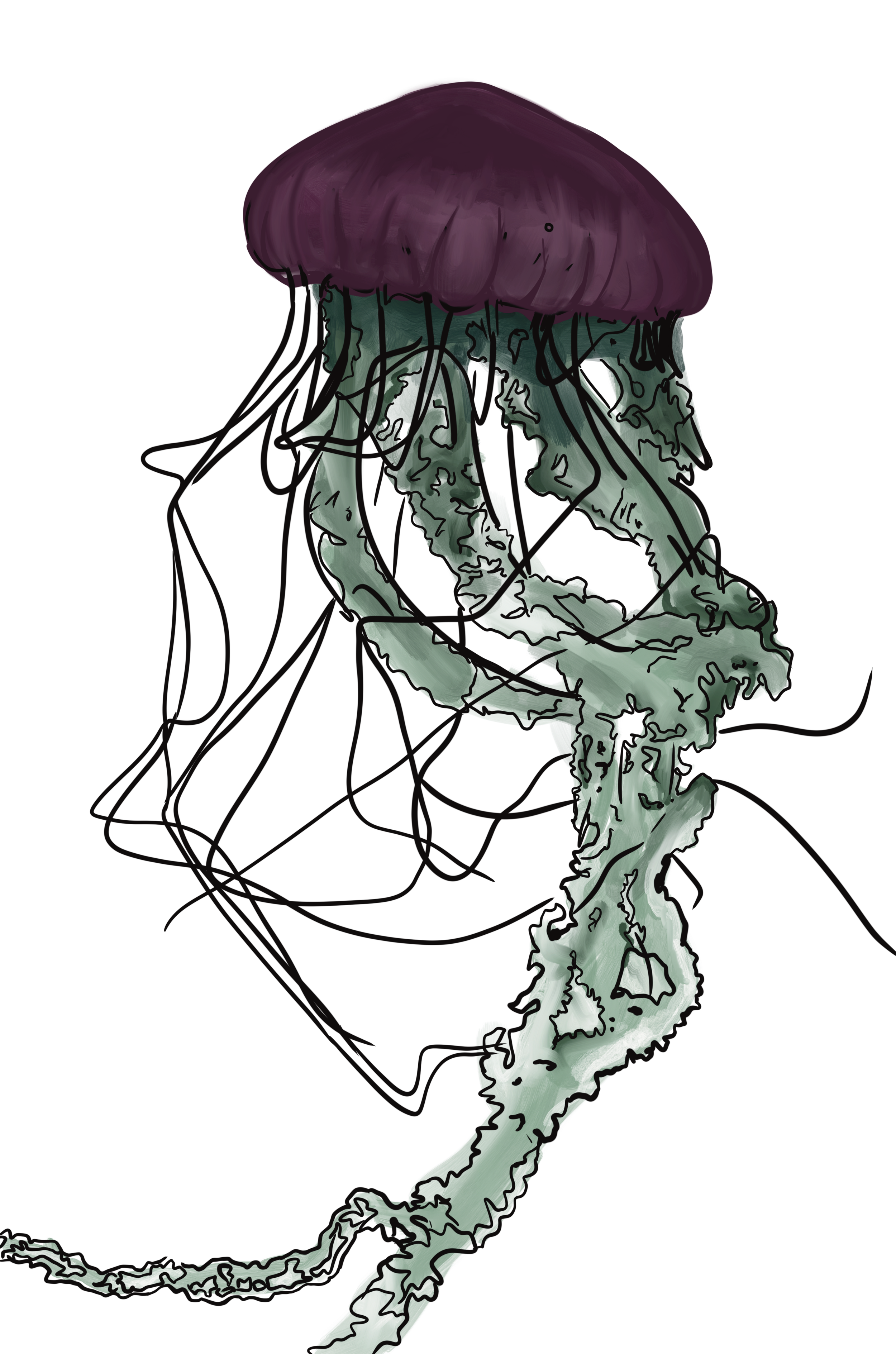 Jellyfish Poster Print