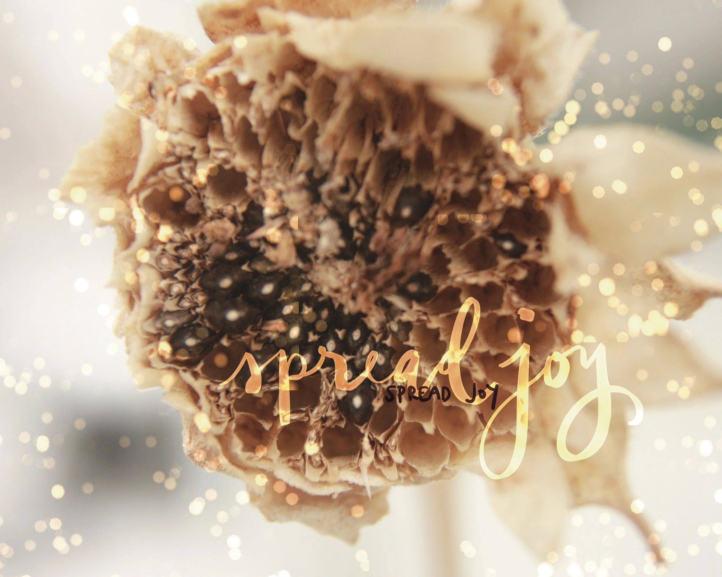 Spread Joy Sunflower Matte Print