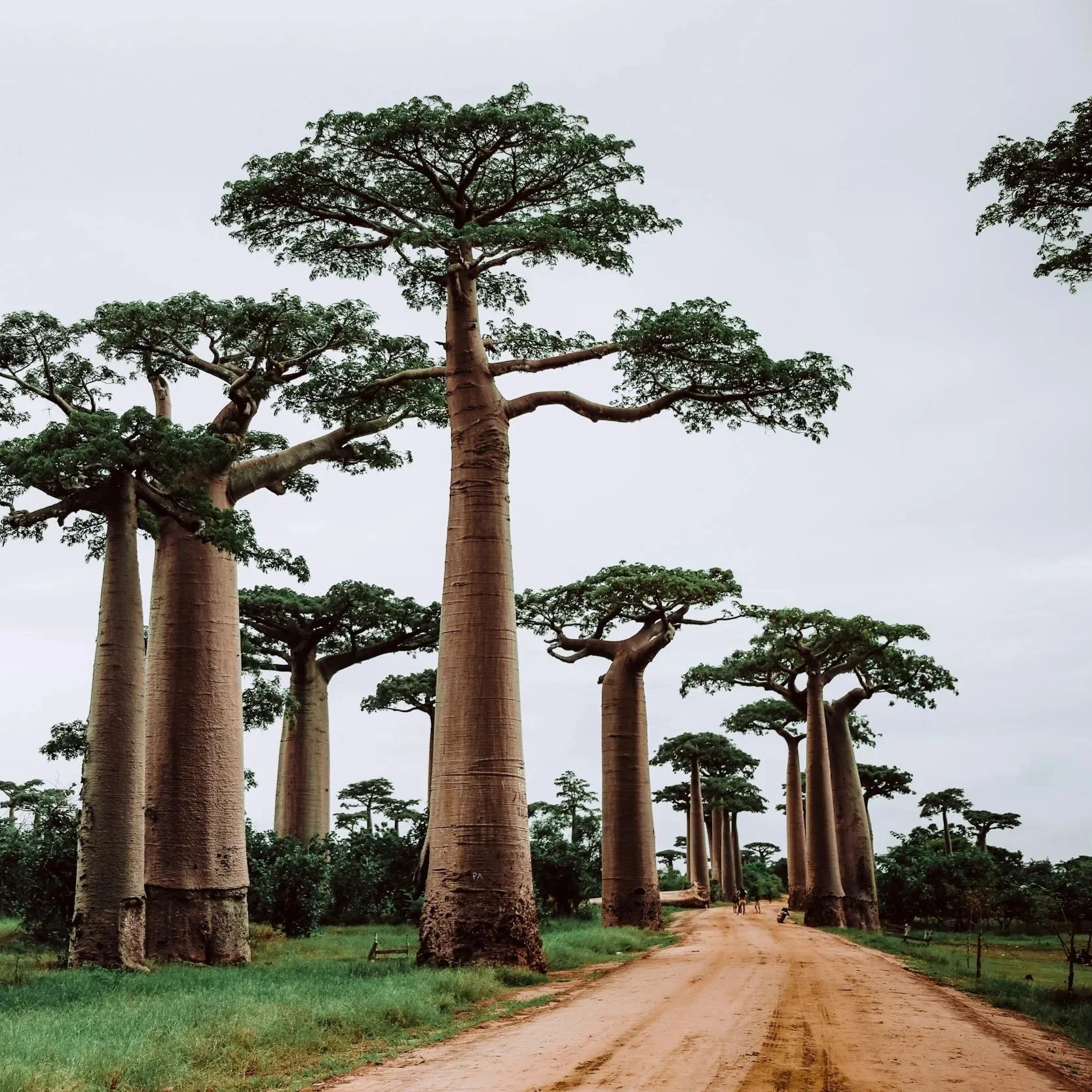 Avenue of the Baobab