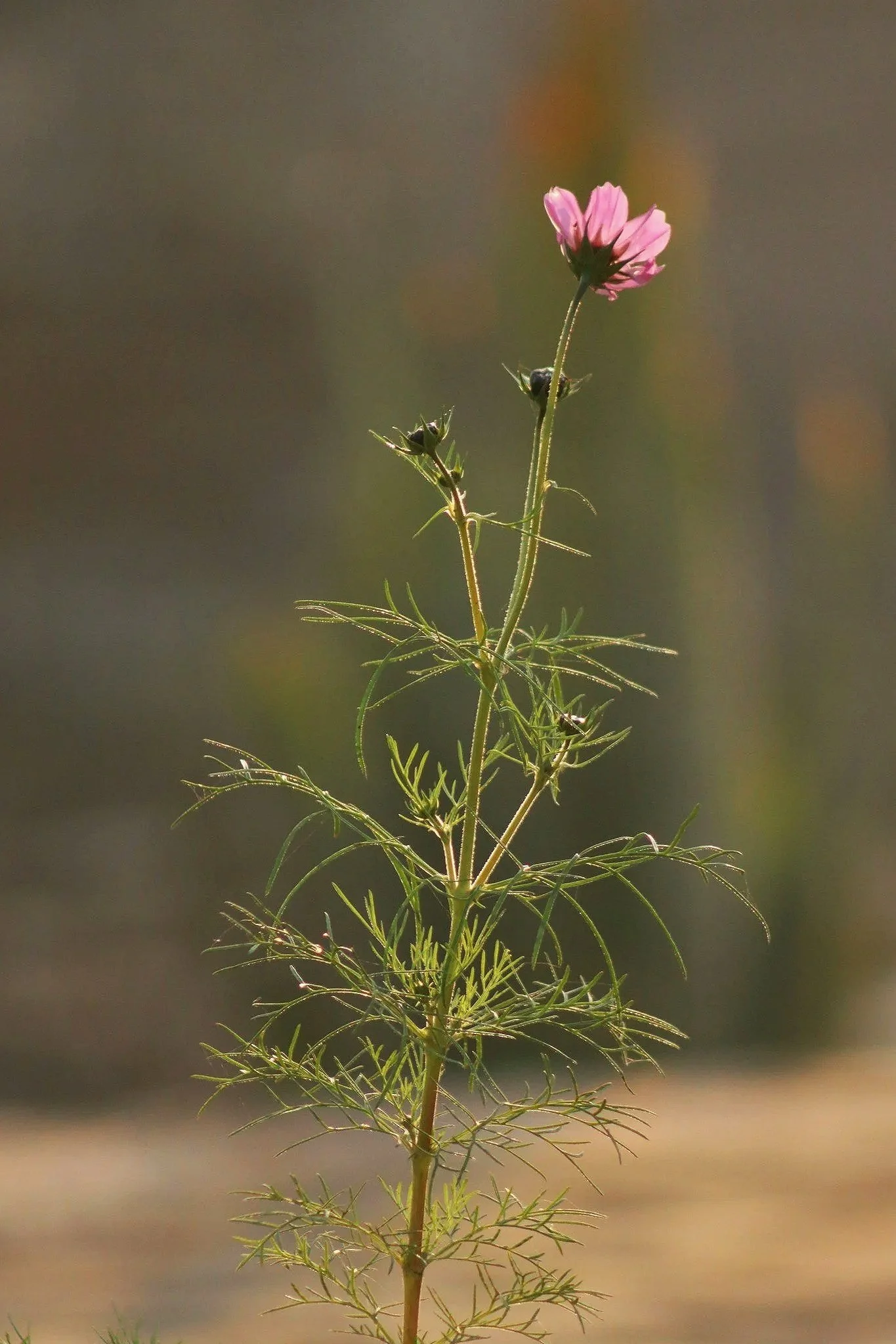 Geometric drawing of an outline square with sections divided by vertical, horizontal, and circle lines.