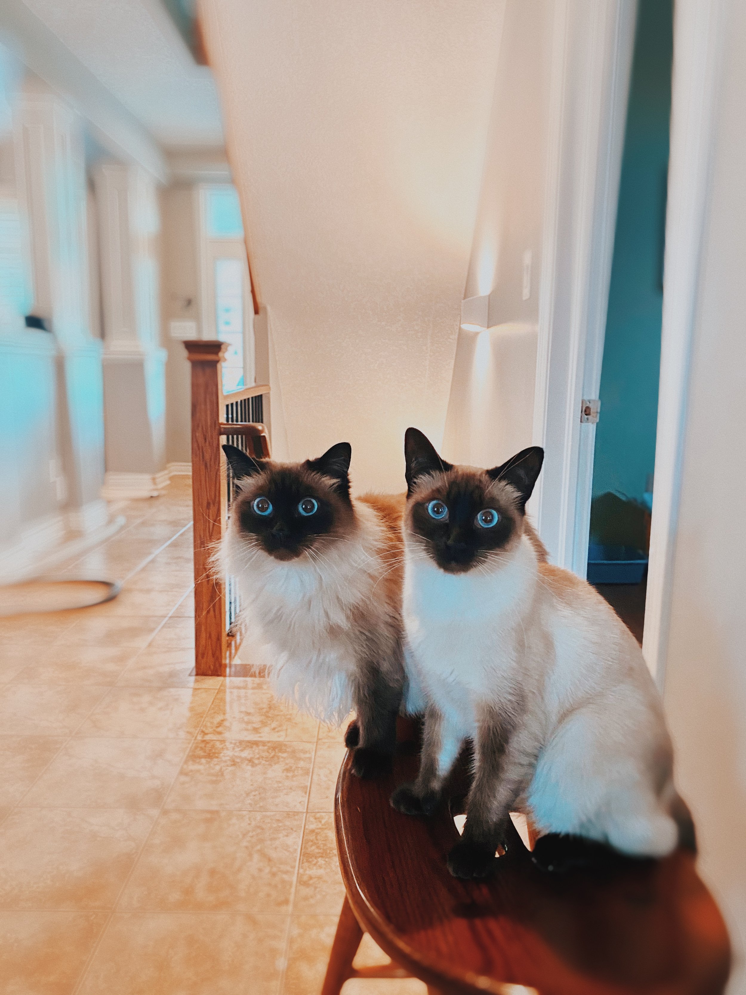 The beloved cats, Millie (left) and Willow (right)