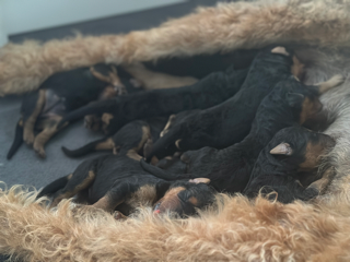 Airedale feeding her babies