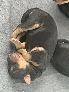 3 day old puppy Airedale Terrier