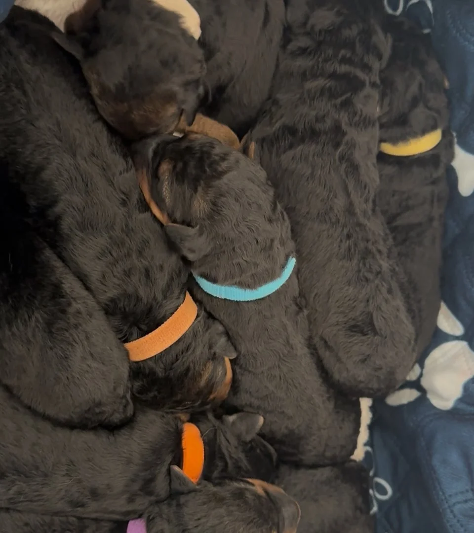 Six puppies, all with dark fur, sleeping closely together on a blanket, each wearing different colored collars.