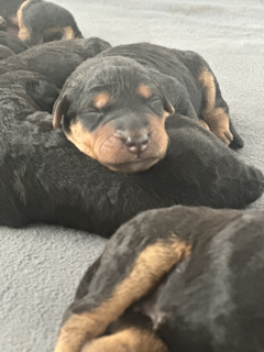 3 day old puppy Airedale Terrier