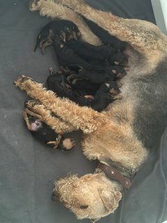 momma Airedale with her babies