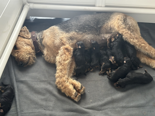 Airedale momma with her babies