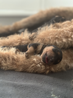 Airedale puppy between mommas legs