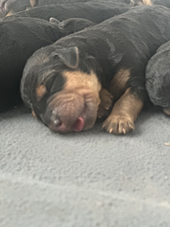 3 day old puppy Airedale Terrier