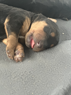 3 day old puppy Airedale Terrier