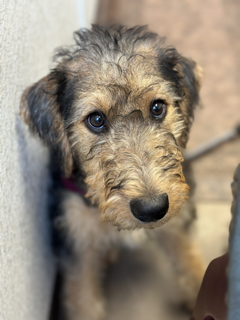 Kona as an Airedale puppy