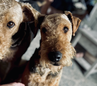 Brigham (DAD) of puppies Airedale Terrier dad