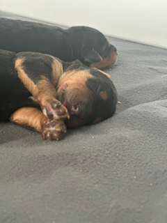 3 day old puppy Airedale Terrier