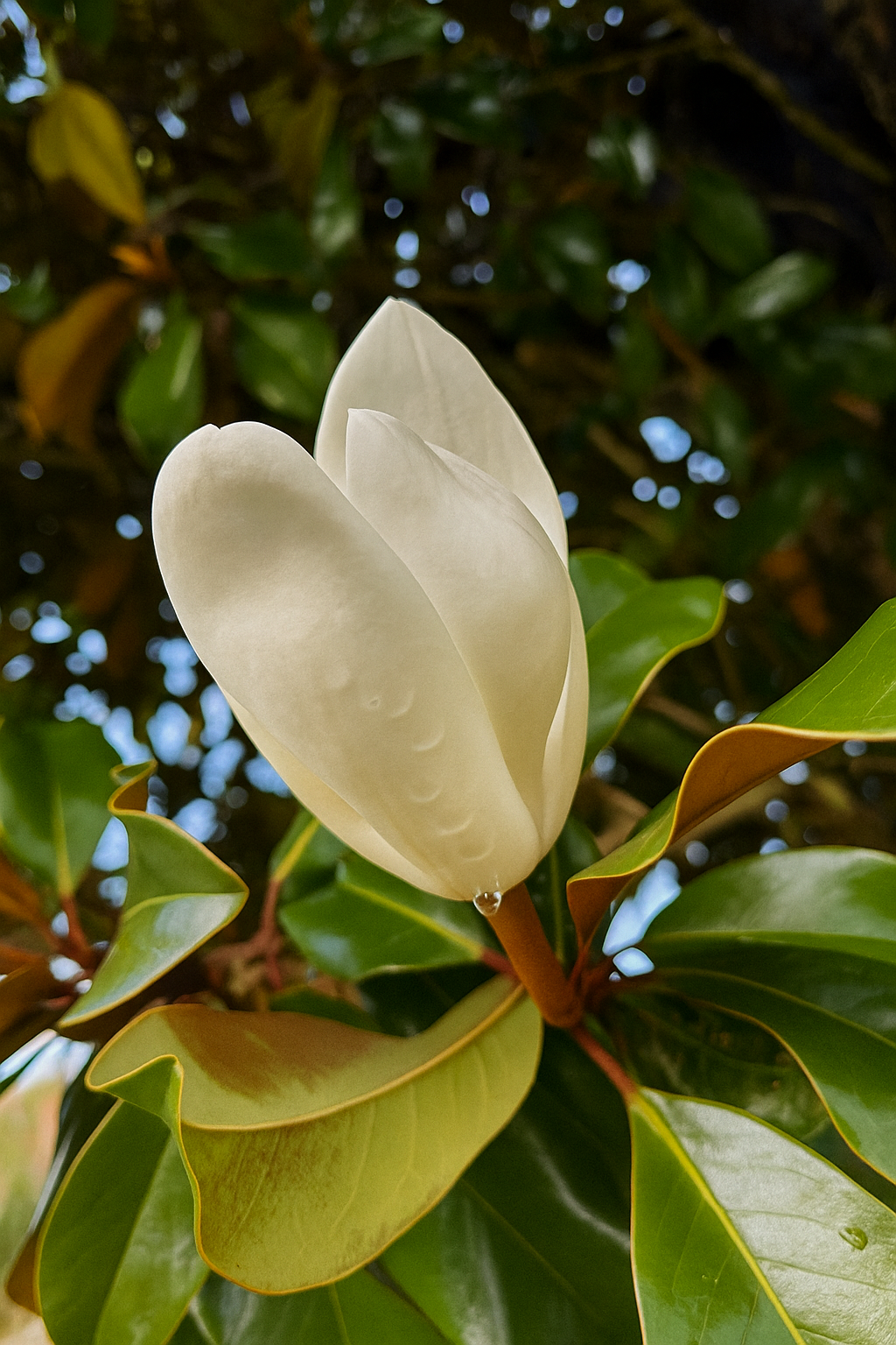 1775EF79-2DAA-49B8-A009-25EE375C6C3A 2.PNG