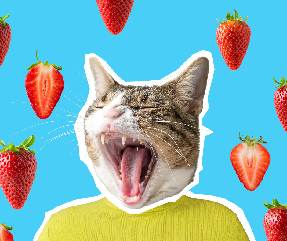 An edited image of a person with a cat's head, surrounded by strawberries, against a blue background.