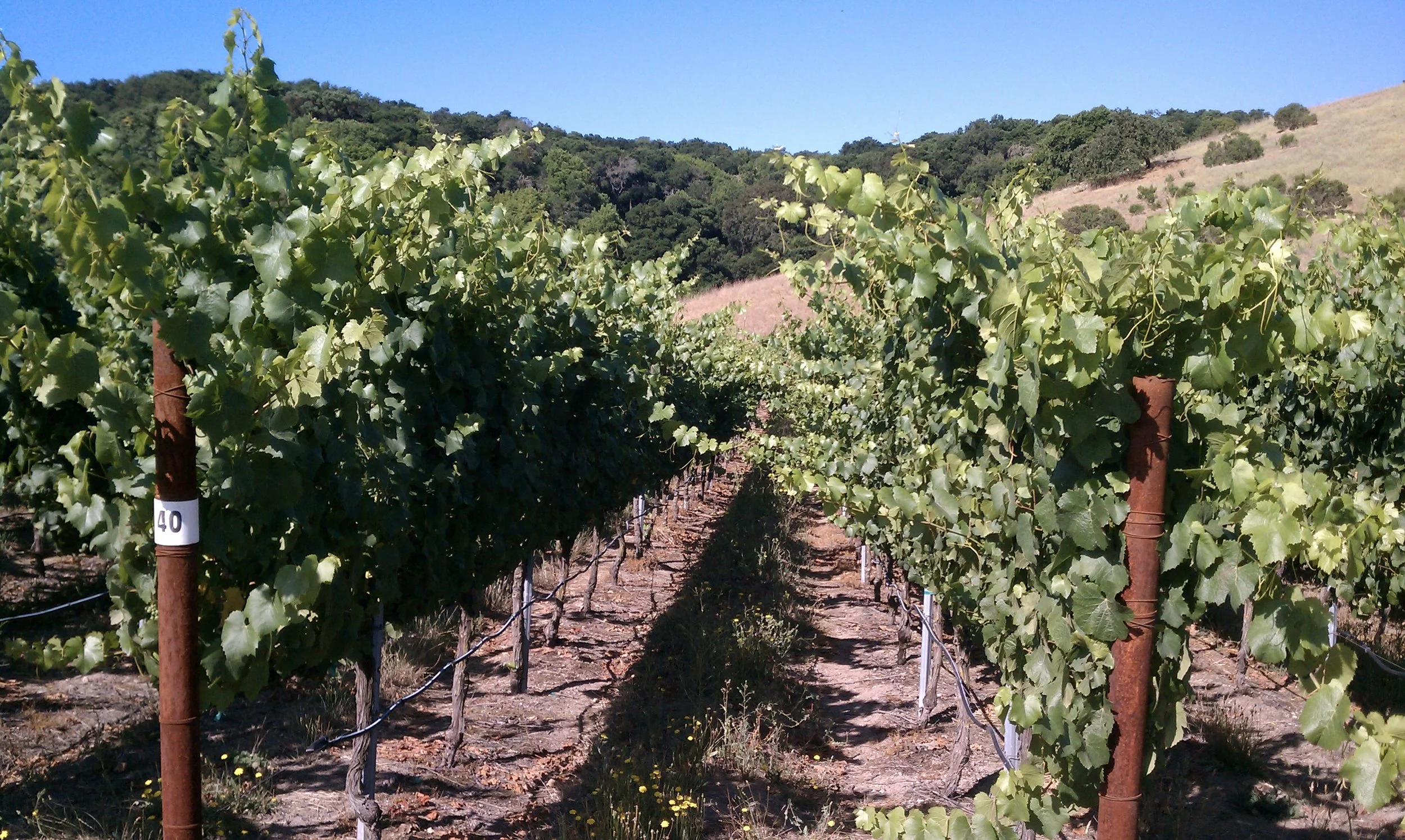 Grace Benoist Vineyard.jpg