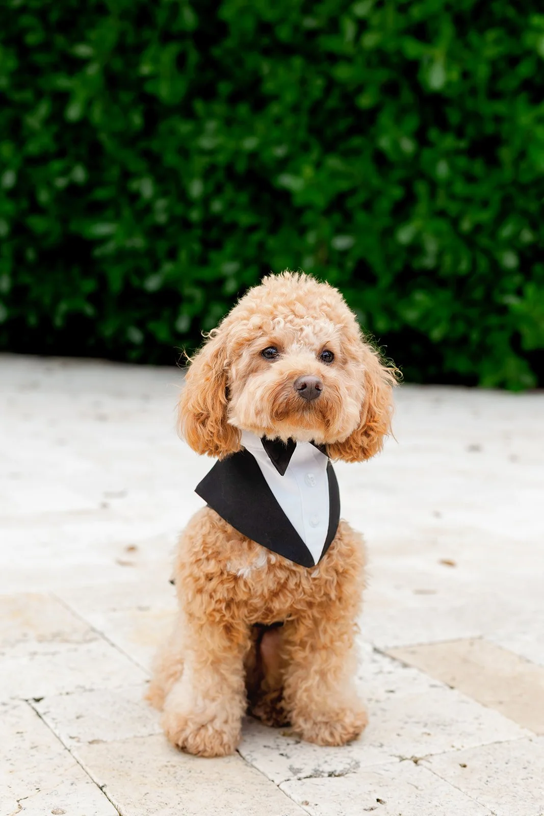 Amarvelous_Event_Jessica_Caleb_Bnai_Torah_Ambrosio_2026 (20).jpg