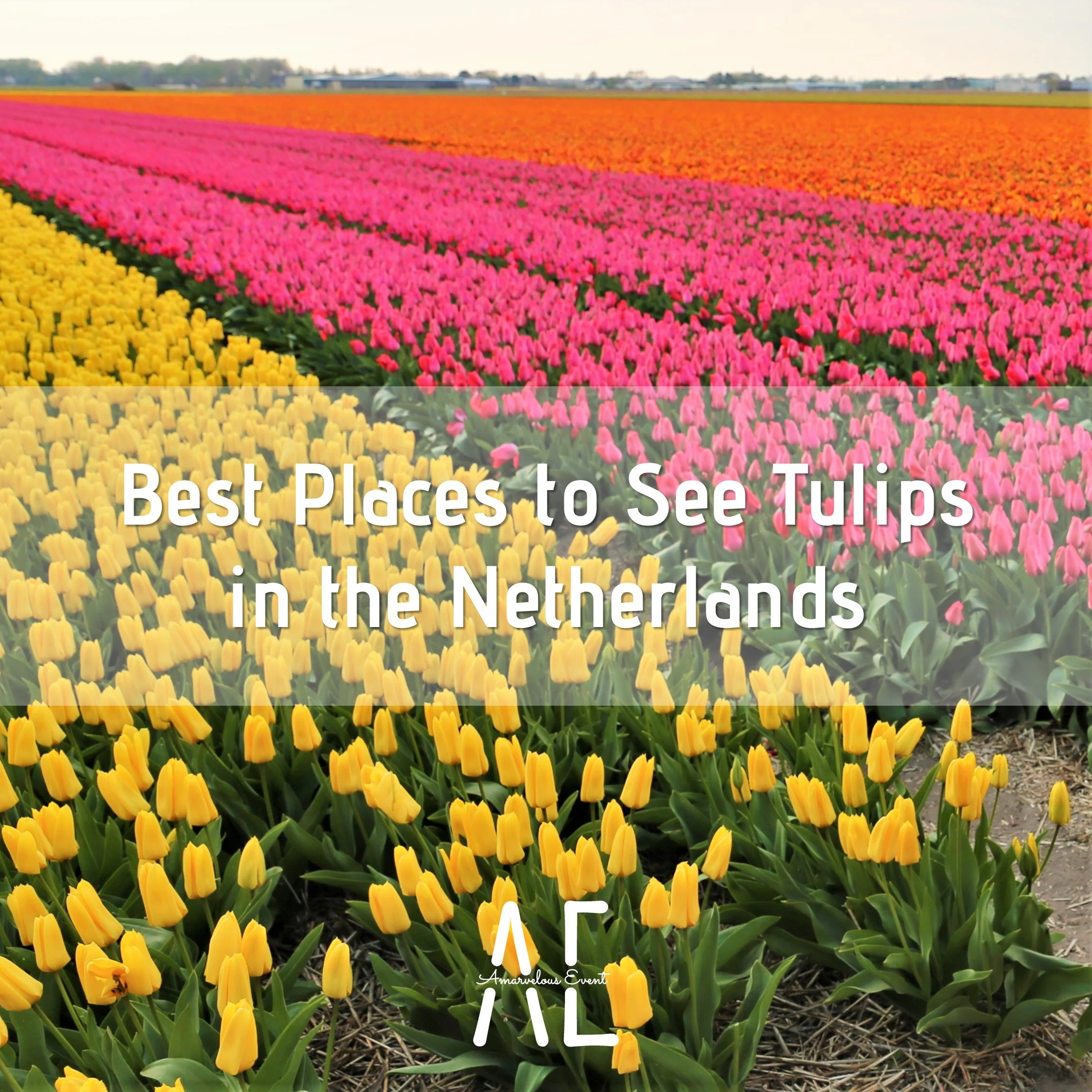 Best Places to See Tulips in the Netherlands