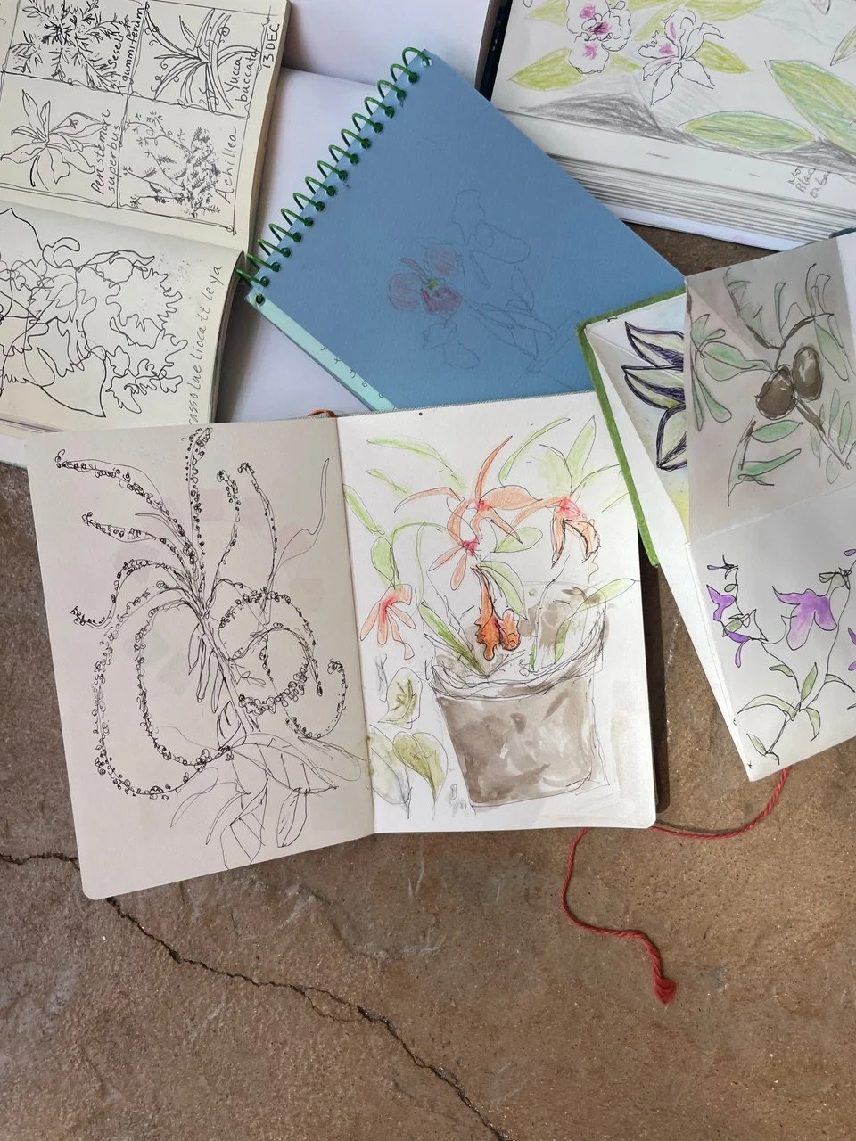 Rose Roots or Charles Hay?  Seeds and Seed Pods