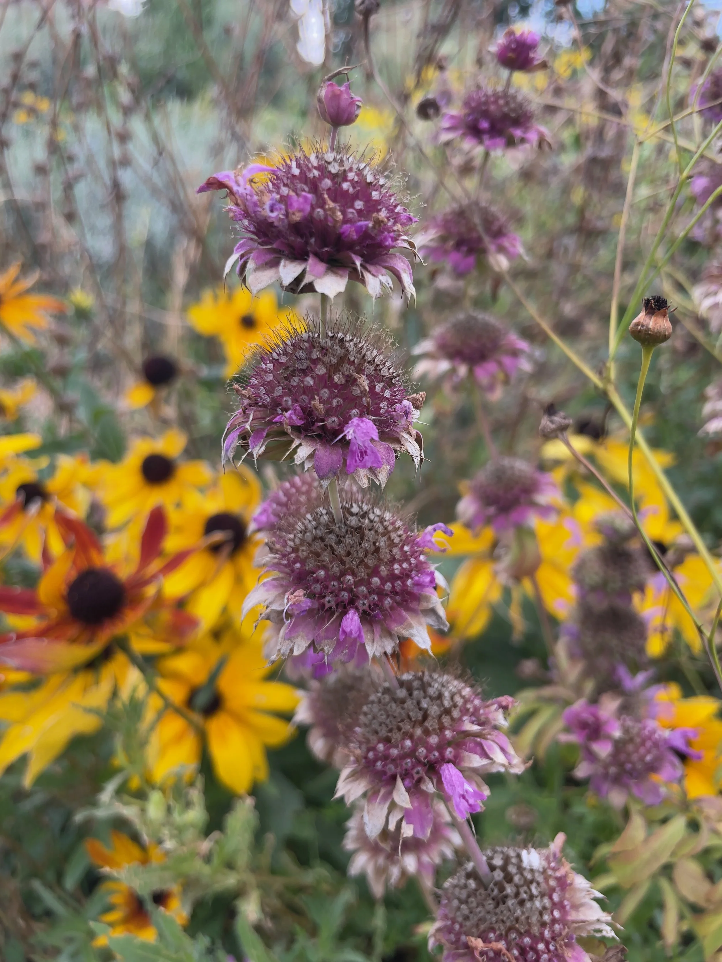 Hudson Gardens