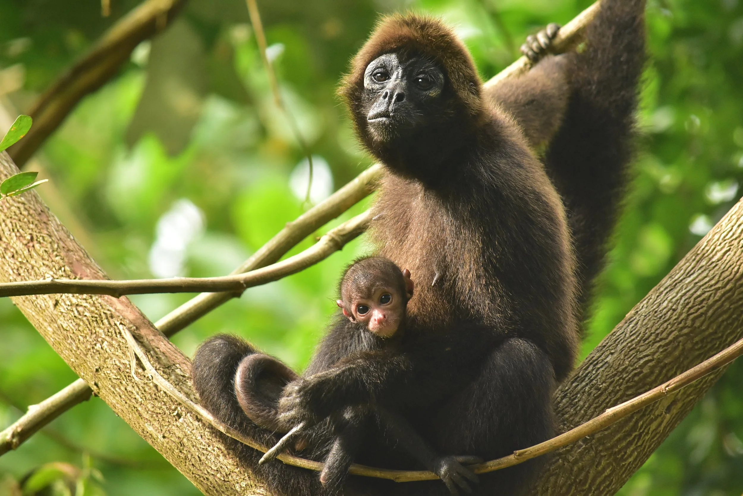ReWorld – Proyecto Washu Partnership Protects Endangered Ecuadorian Monkeys