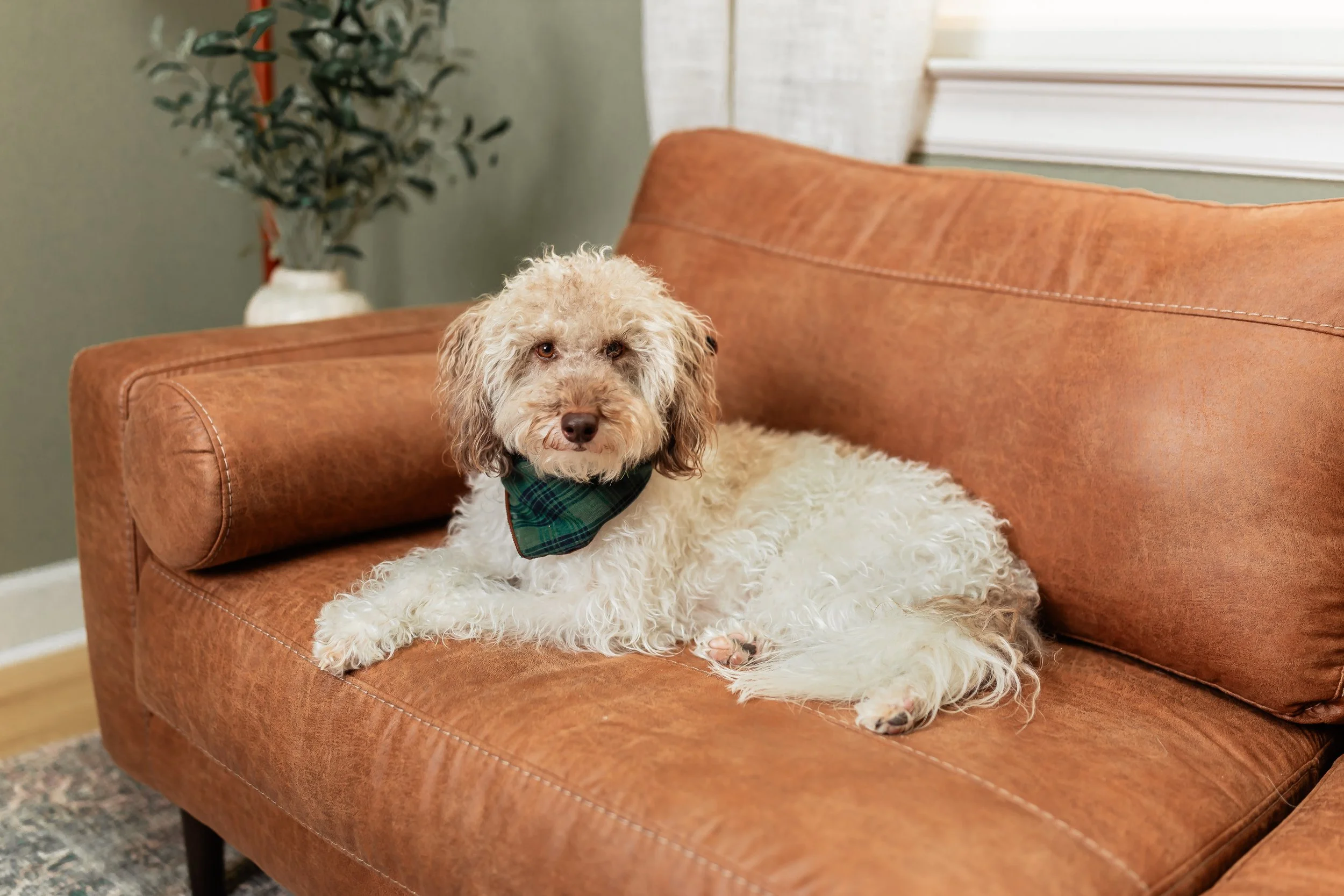 Therapy dog in counseling office providing comfort and emotional support