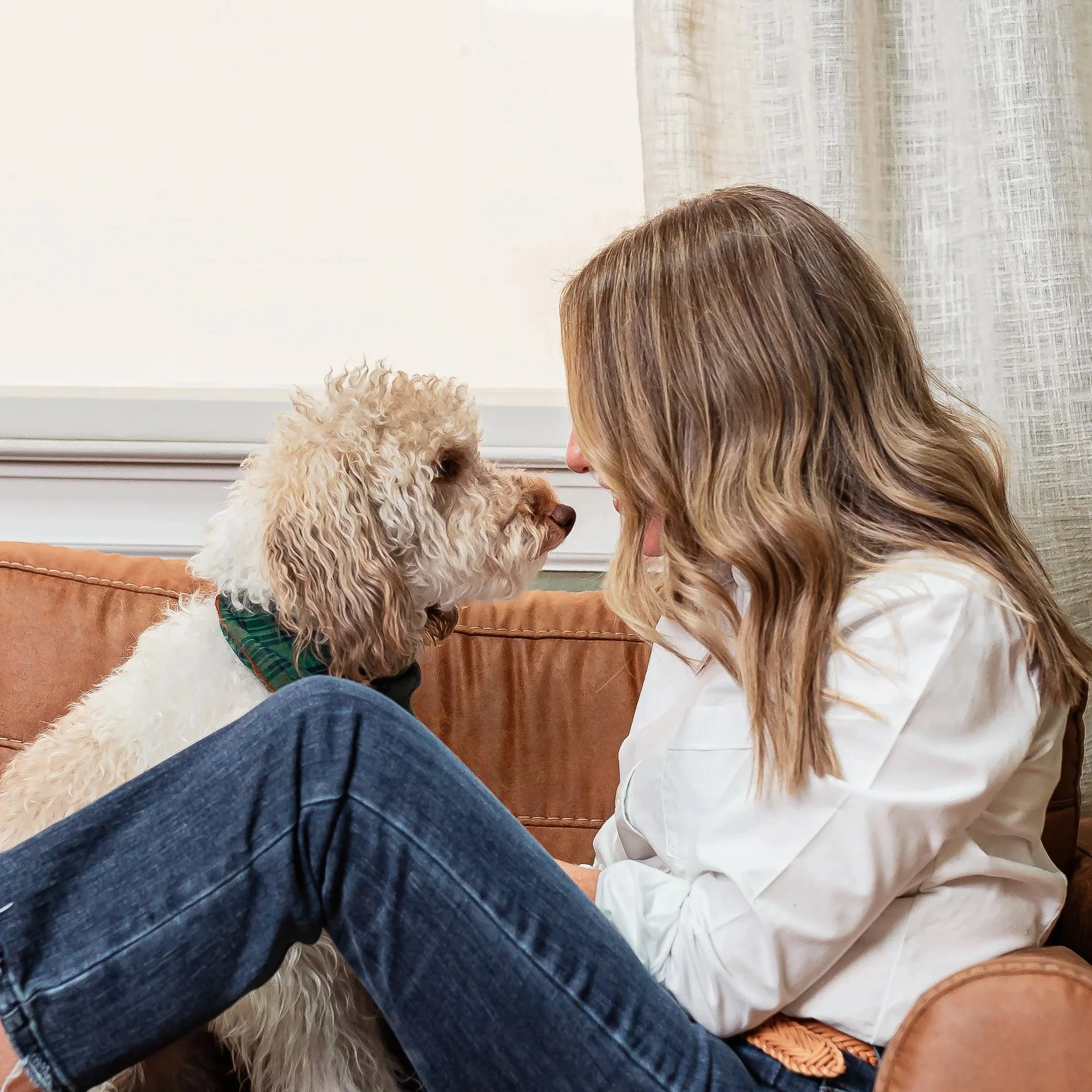 Therapy dog in counseling office providing comfort and support