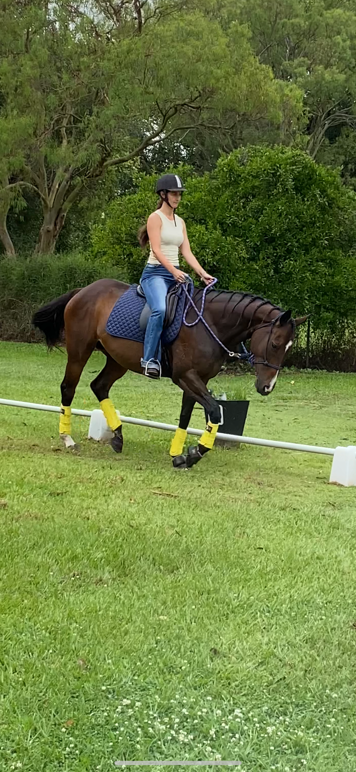 Liberty Equestrian Academy's intuitive horses engaging in ethical liberty training in East Wardell NSW