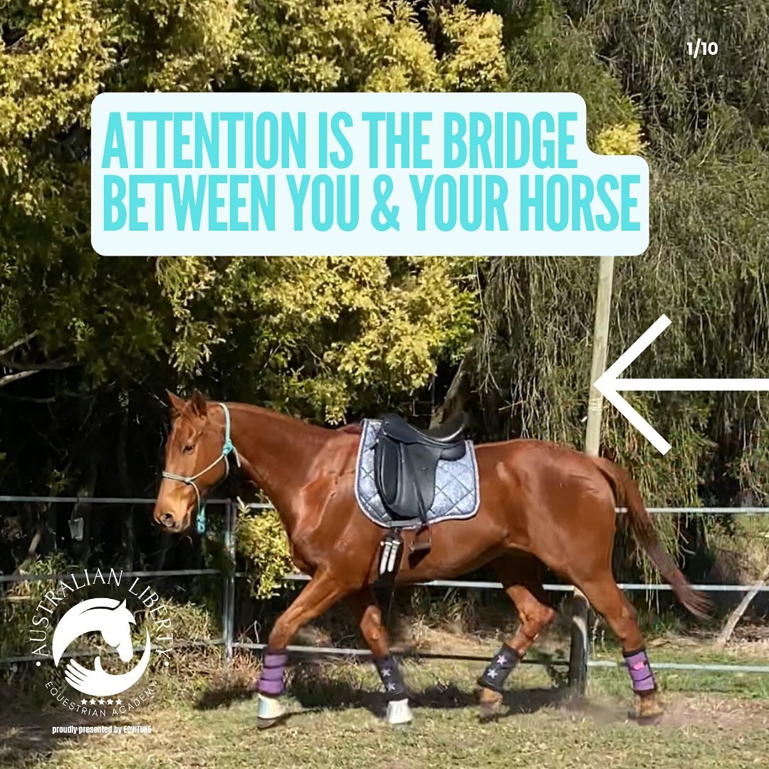 ✨ Attention is the Bridge Between You &amp; Your Horse ✨

Here&rsquo;s the science:
🧠 Humans can juggle tasks, but horses? Their focus lasts only a few seconds.
That means if your attention drifts, so does theirs.

Did you know that your horse&rsquo