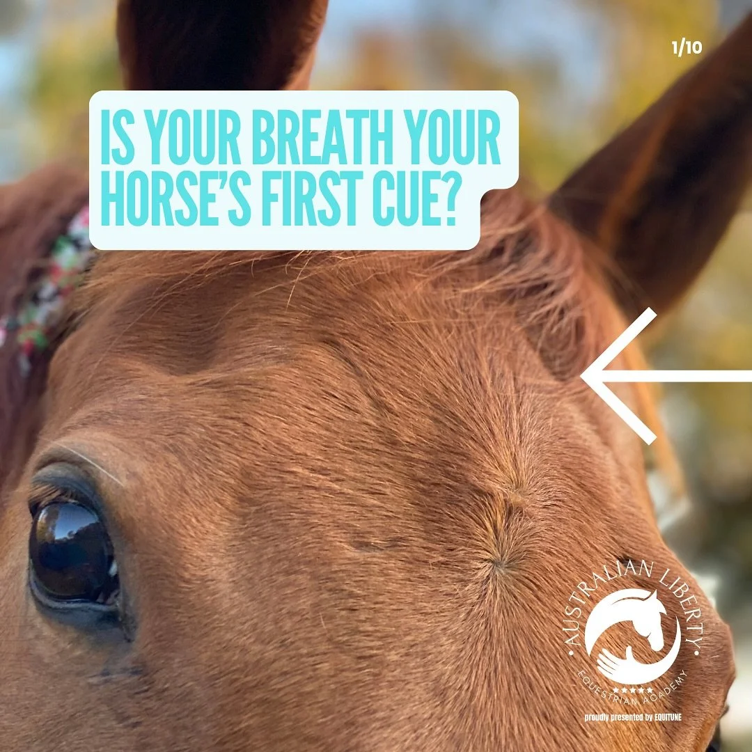 Is your breath your horse&rsquo;s first language?
Before you give a cue, before you touch the reins, your horse has already read your breathing.

💡 Science shows that horses can detect changes in our breath and heart rhythm from metres away. Their l