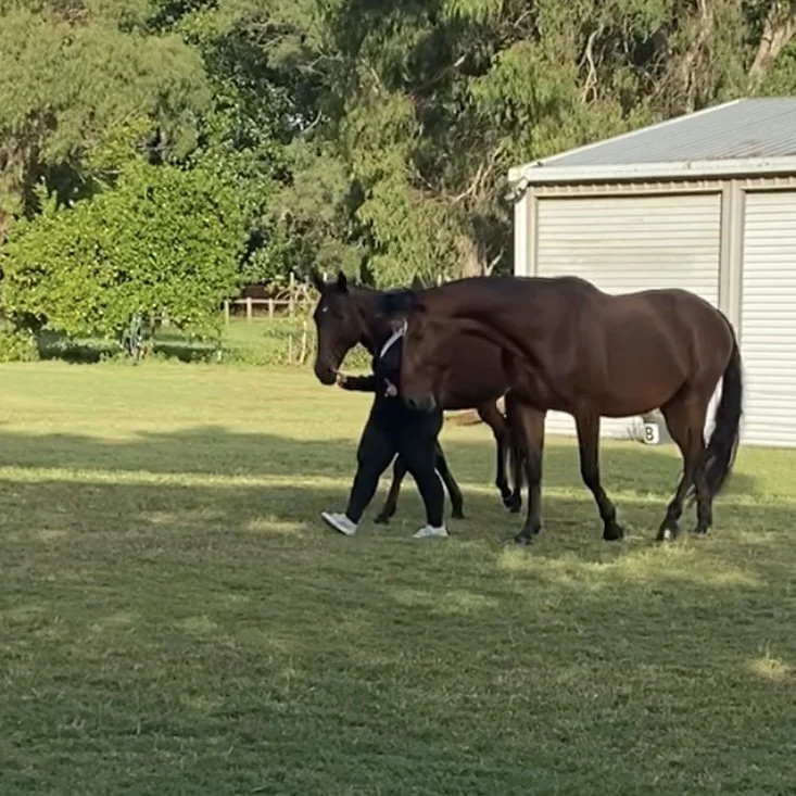 Horse Riding Lessons Brisbane | Ethical Horsemanship Training ...