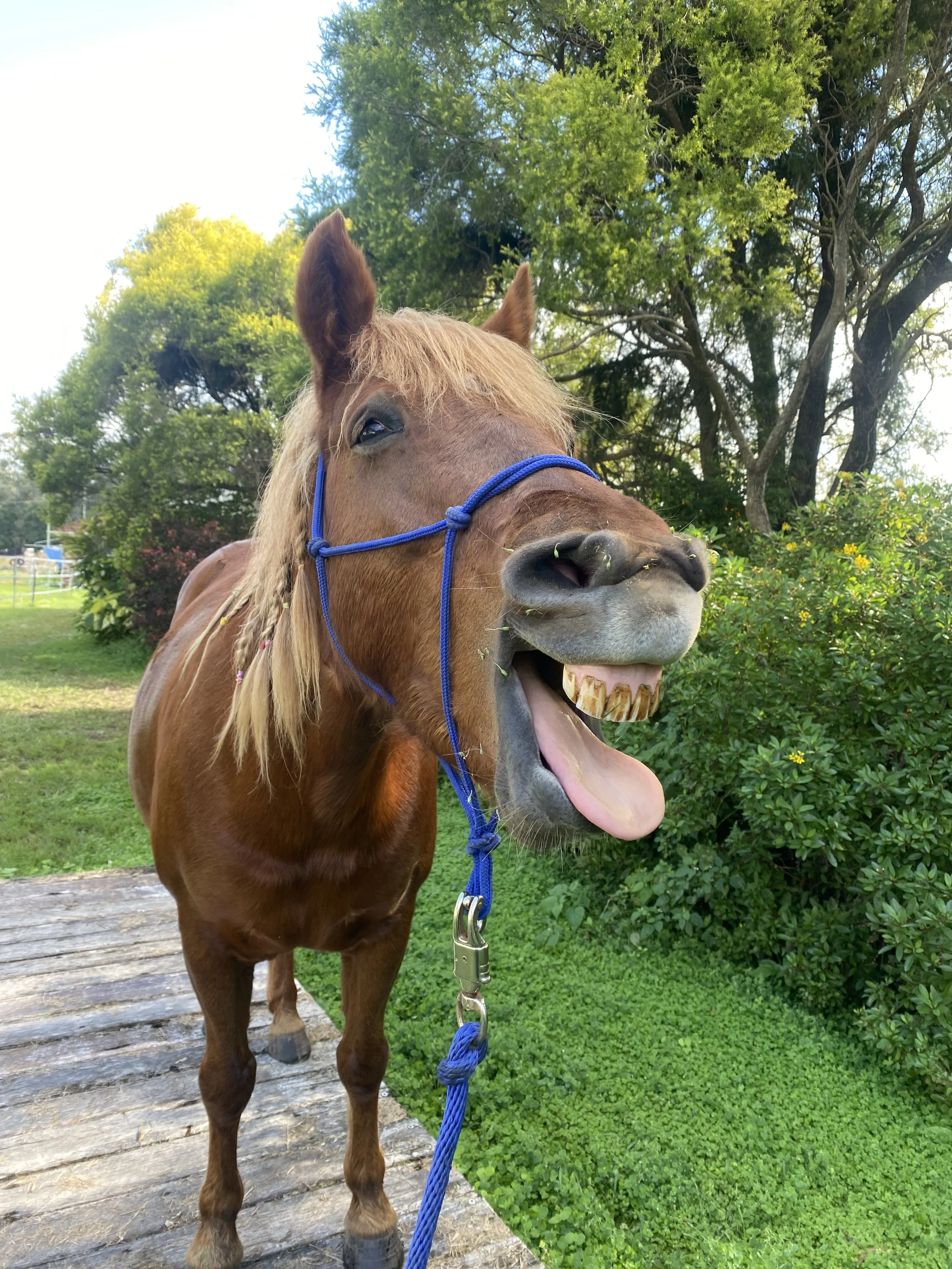Liberty Equestrian Academy's intuitive horses engaging in ethical liberty training in Chandler, Brisbane.