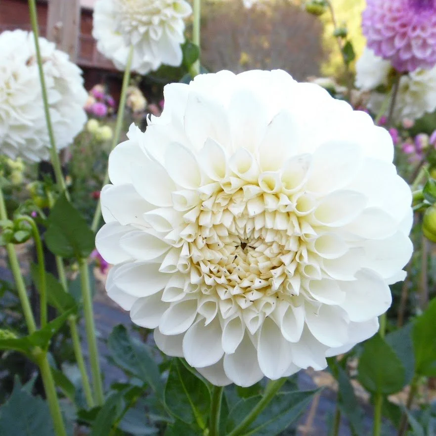Brookside Snowball