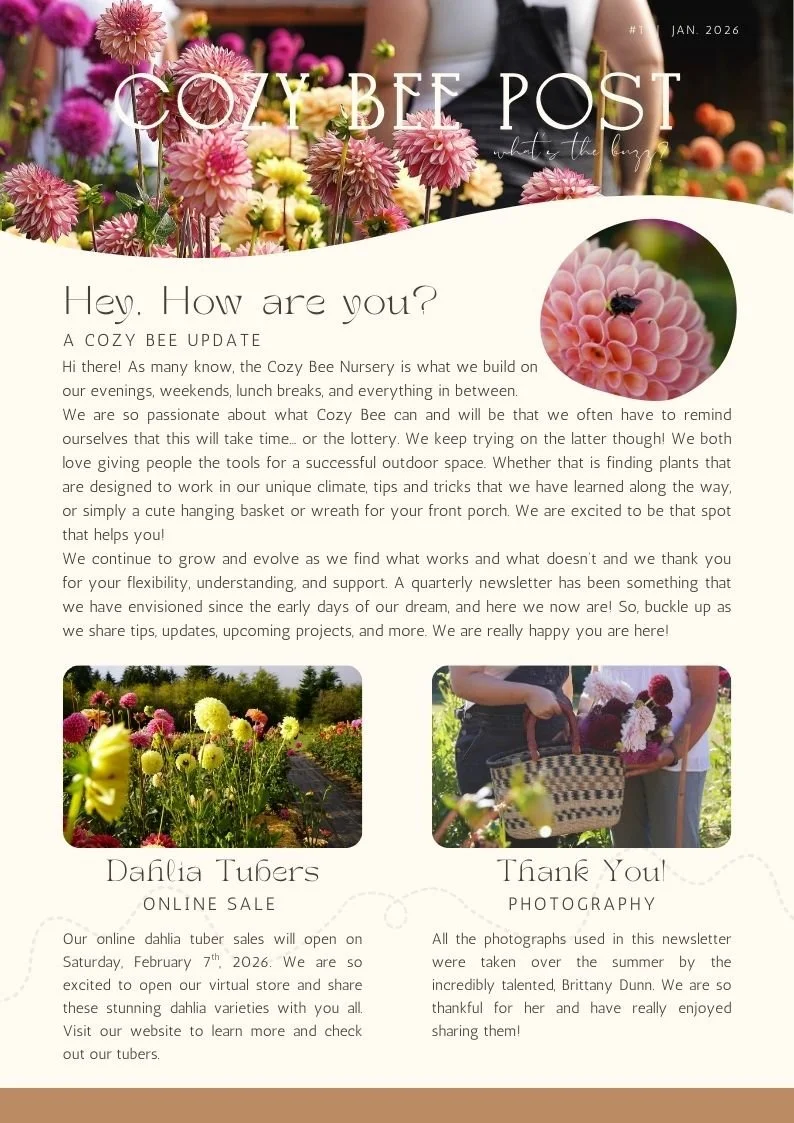 A newsletter with a floral theme, featuring images of dahlias and people planting flowers, with text about Cozy Bee Nursery, dahlia tuber sales, and photography by Brittany Dunn.
