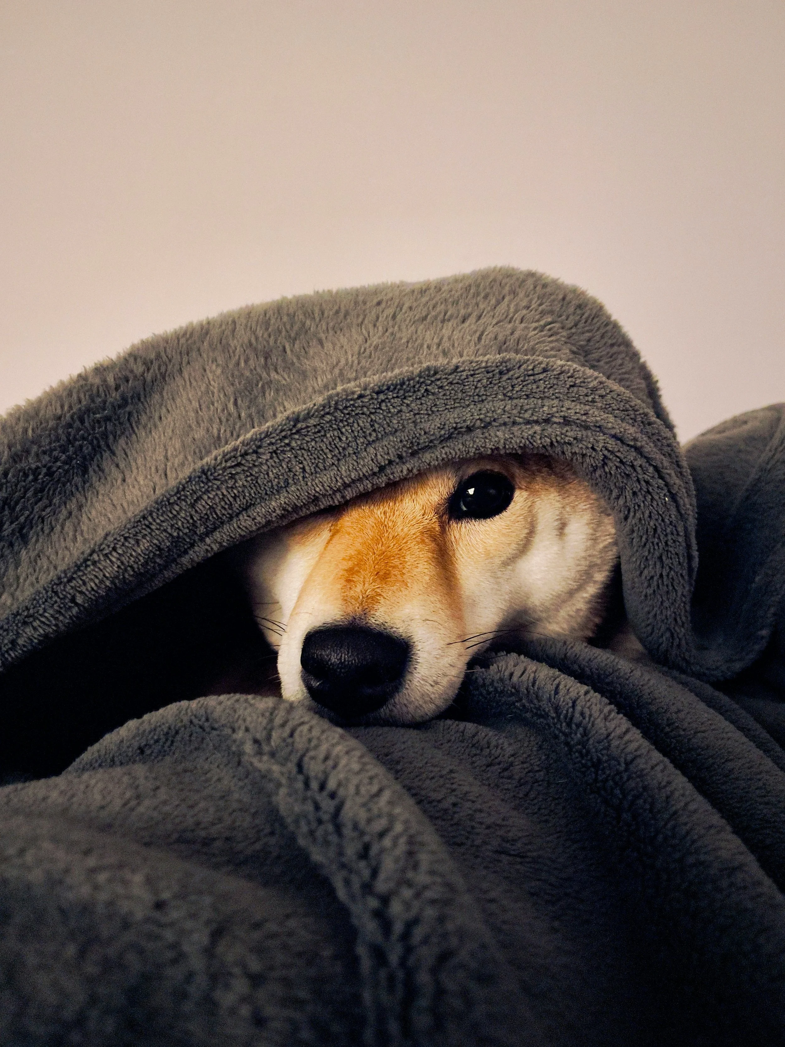 Dog hiding under blanket, symbolizing feeling anxious or being introverted