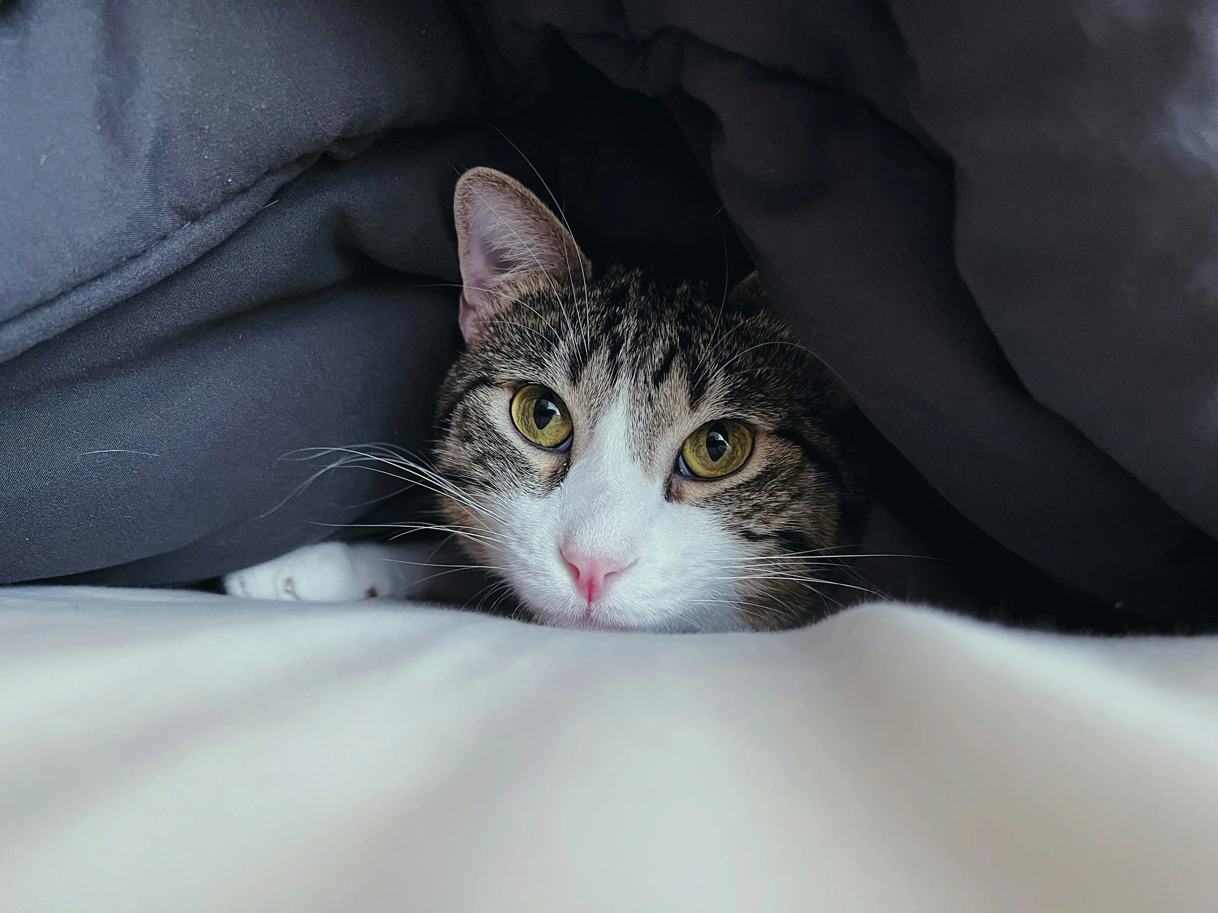 Cat hiding under blanket, symbolizing feeling anxious or being introverted