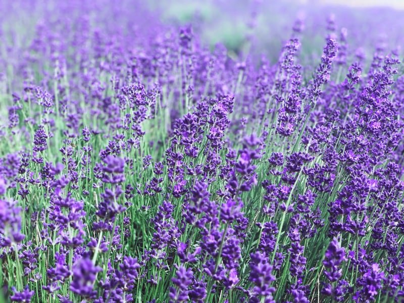 lavenderflower.jpg