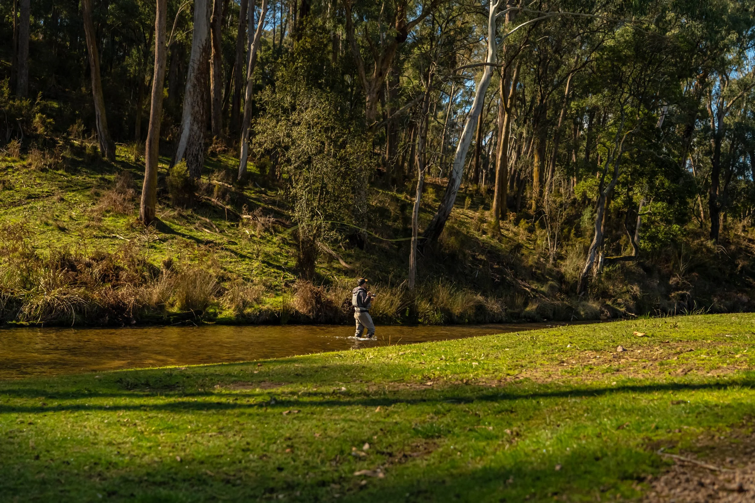 Fly fishing trout in Mansfield