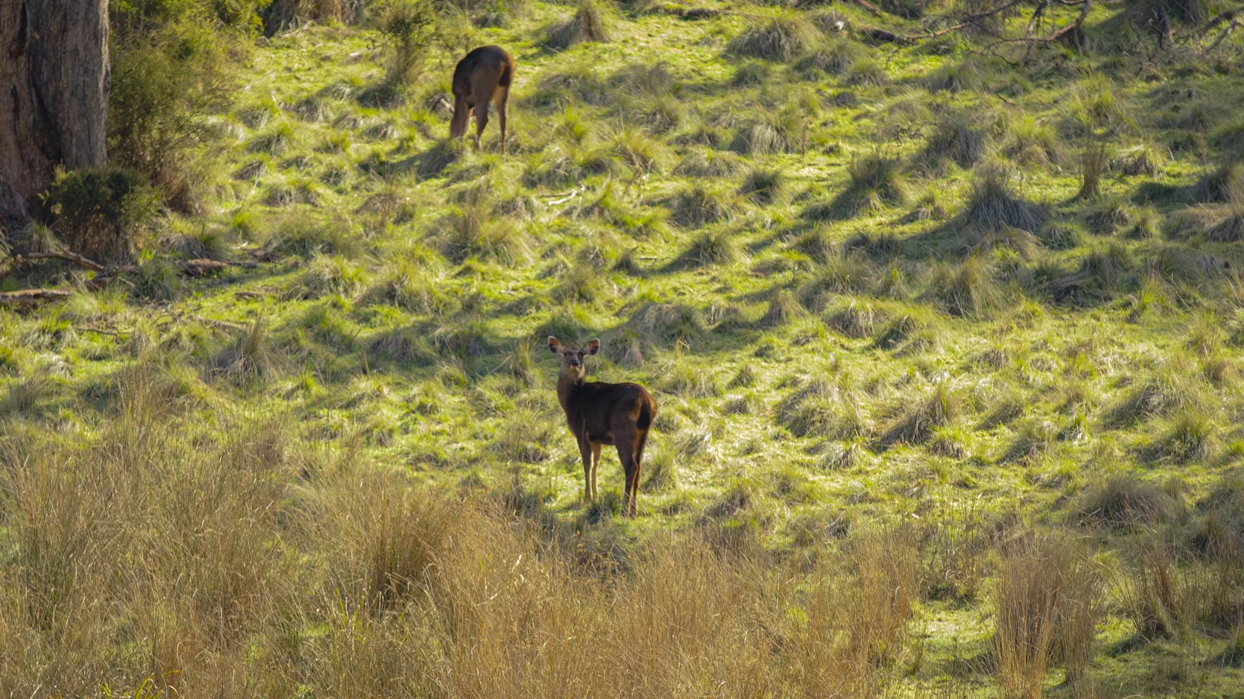 Sambar Deer Mansfield