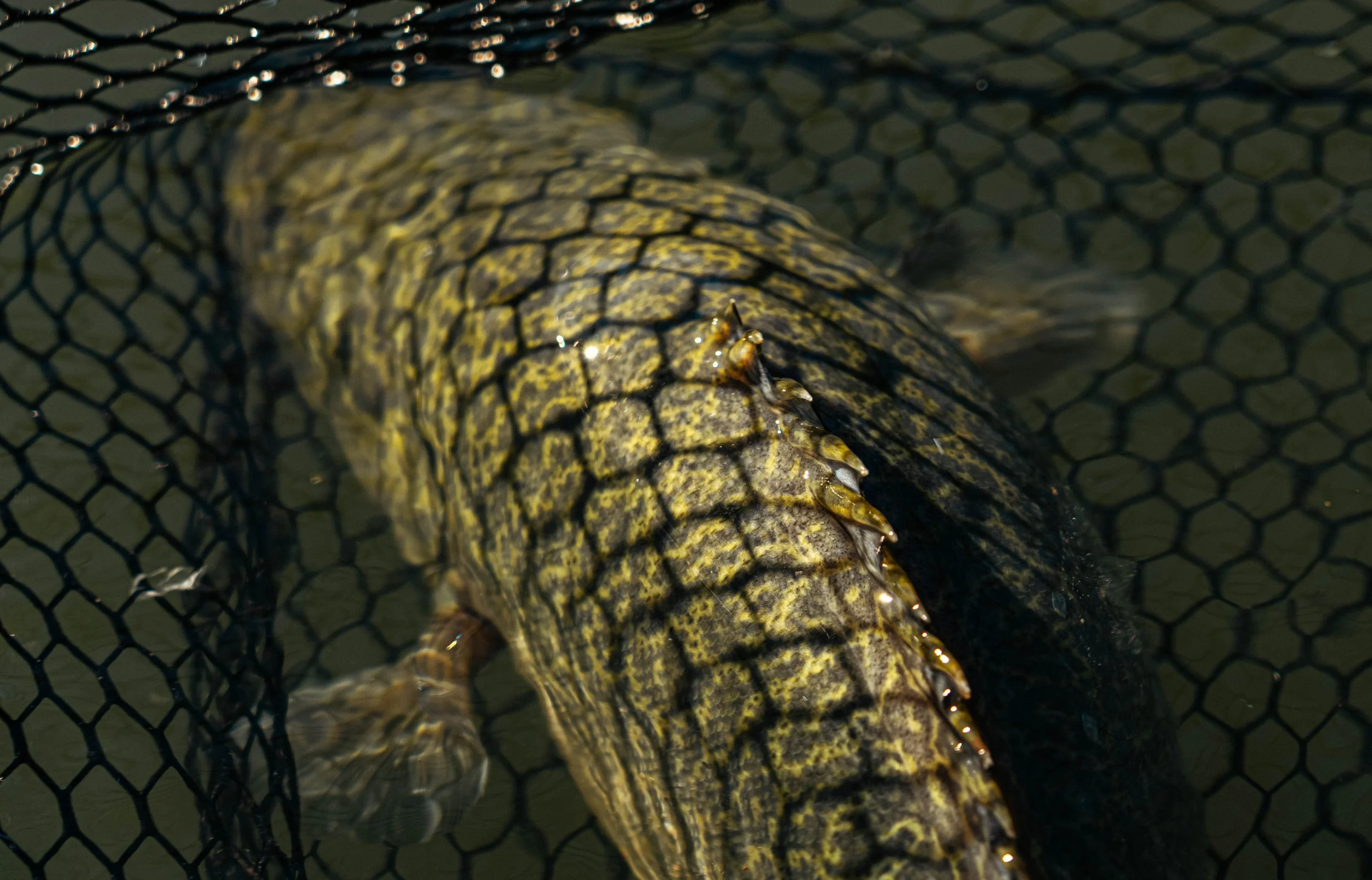 Berkley fishing net