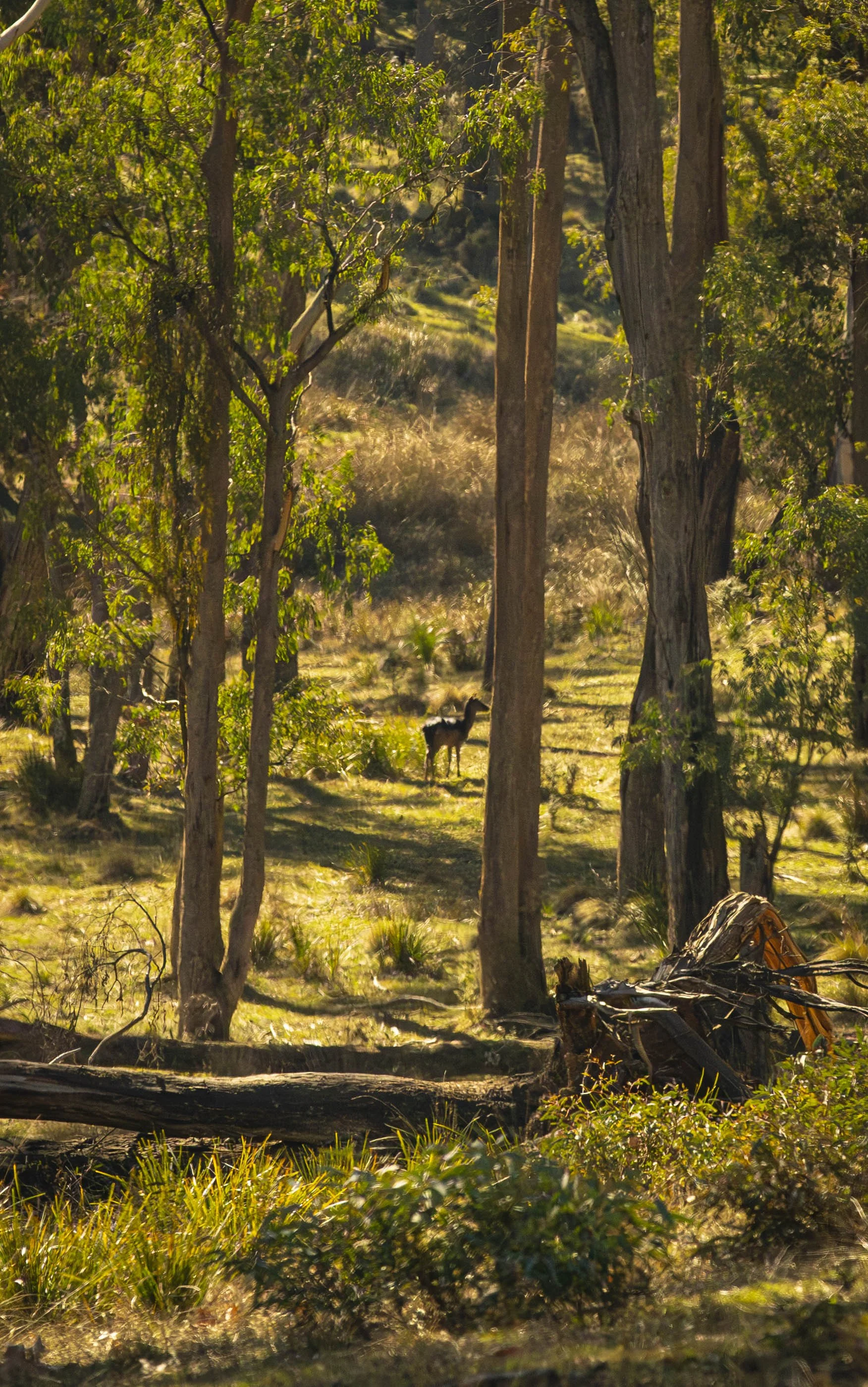 Sambar Deer Mansfield