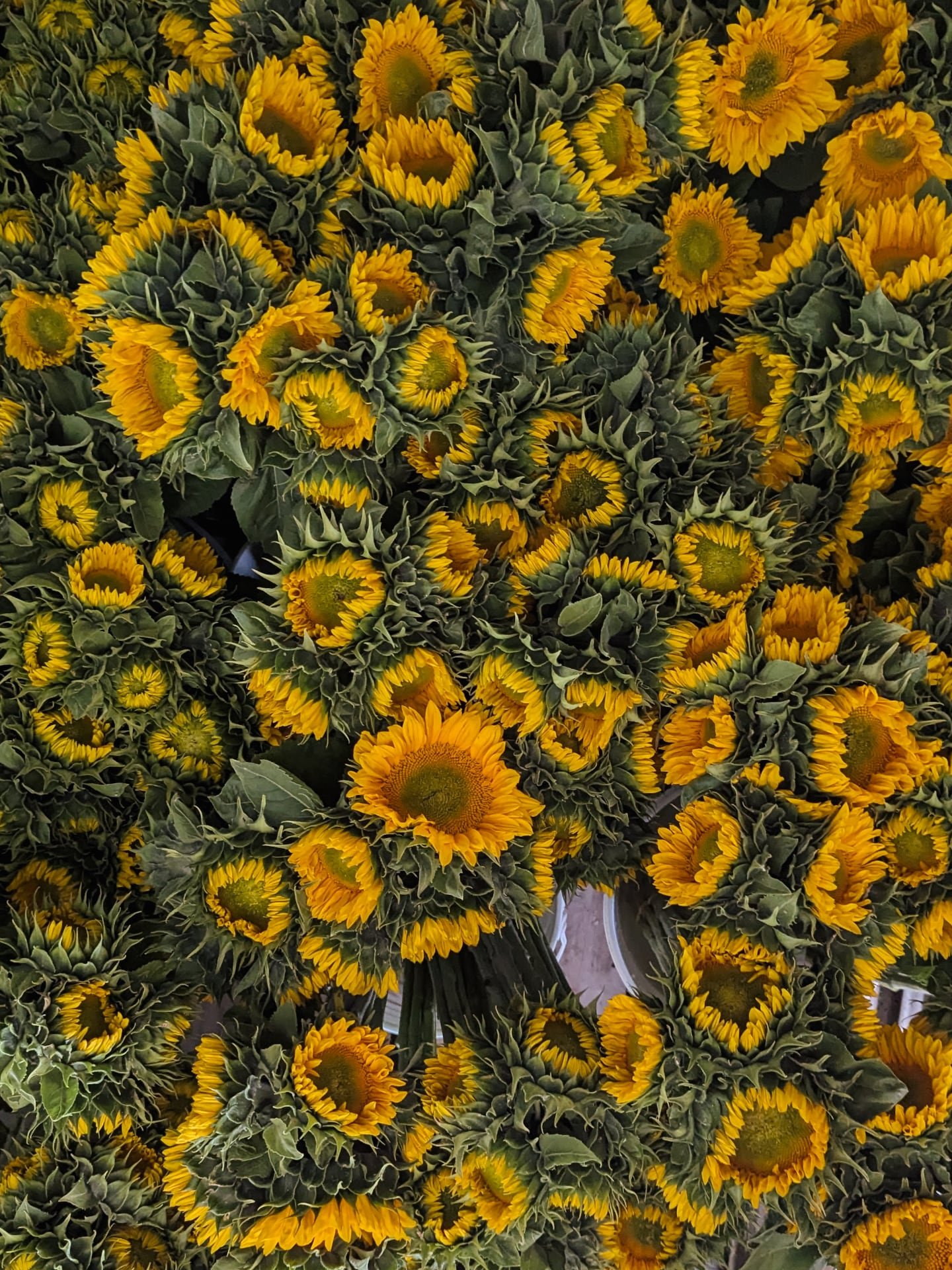 🌻🌻🌻🌻🌻🌻🌻