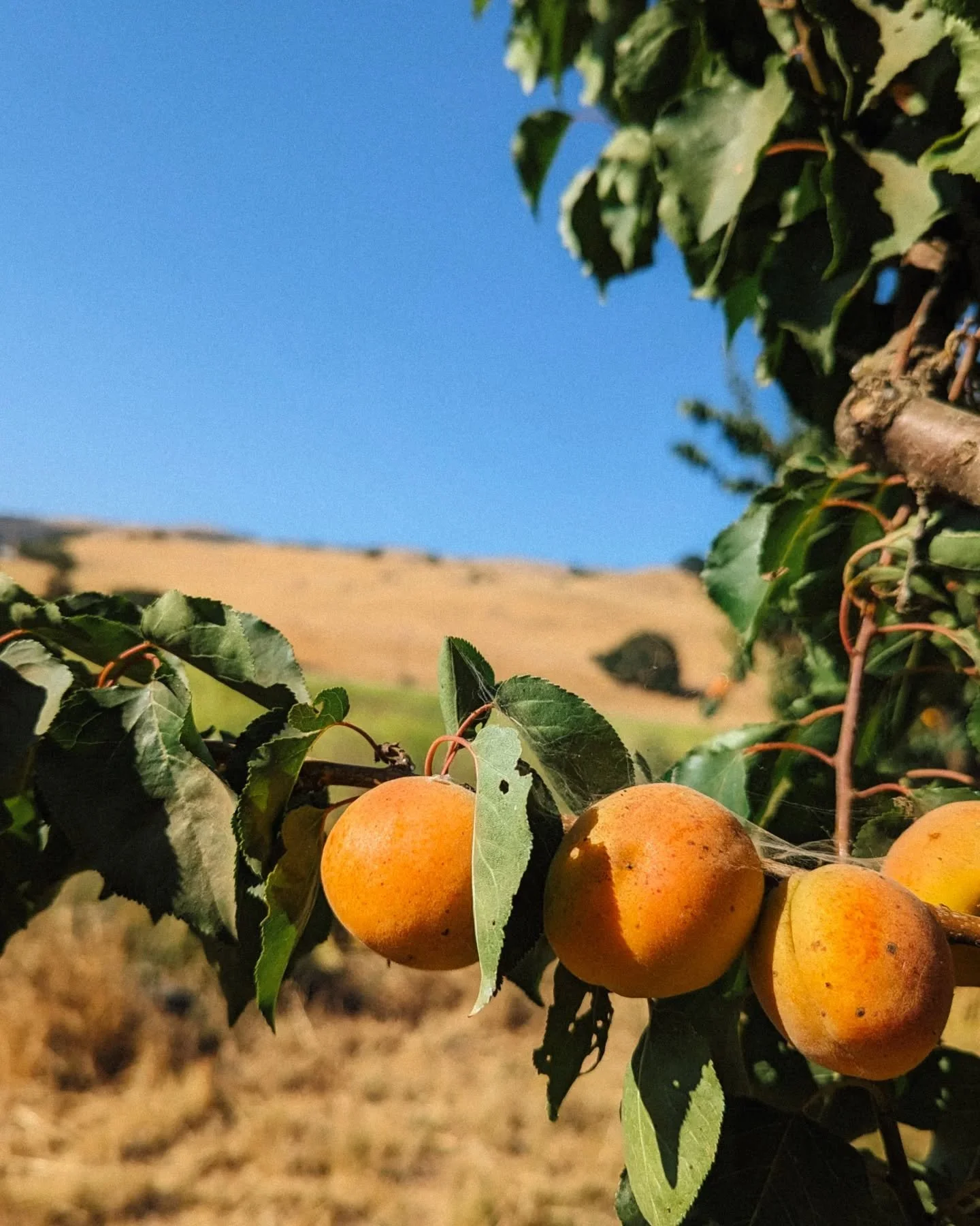 What dreams are made of... ☁️ 🍑 

Last call for Blenheim apricots!
Reserve a 10 pound flat for pickup at select markets this weekend.
Link in bio.