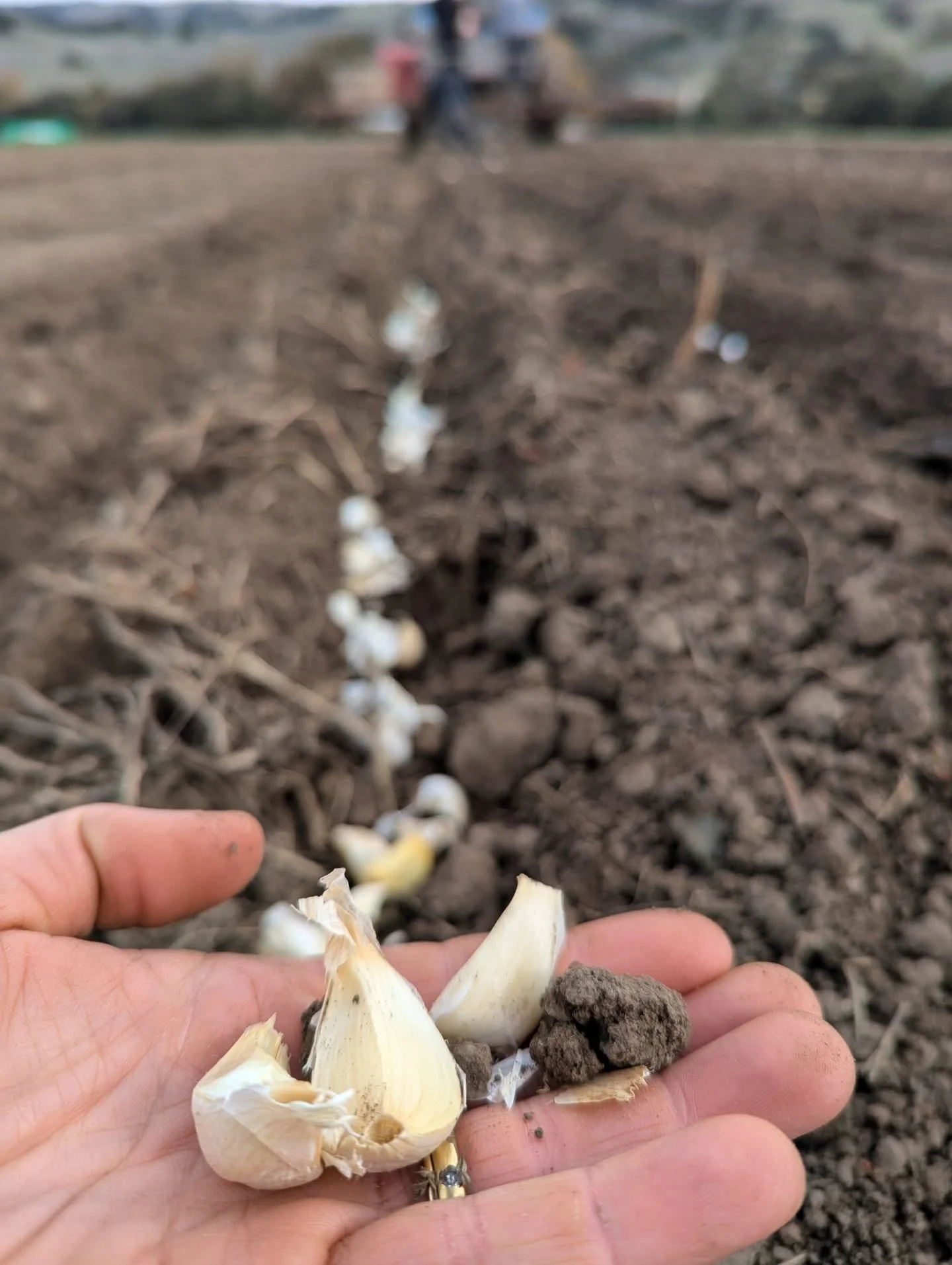 Garlic is usually the last commodity to get planted each year. Each clove, a drop of hope for the next year to come.🧄