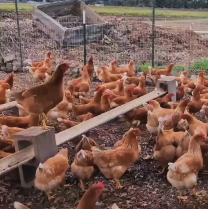 May your days be spent with good friends.
May your excitement be shared.
Your people, protected.
Your joy, contagious.

May hope pervade all.

Wishing you wholesome provisions and sustained purpose this coming year, and beyond.

💚 S&amp;P